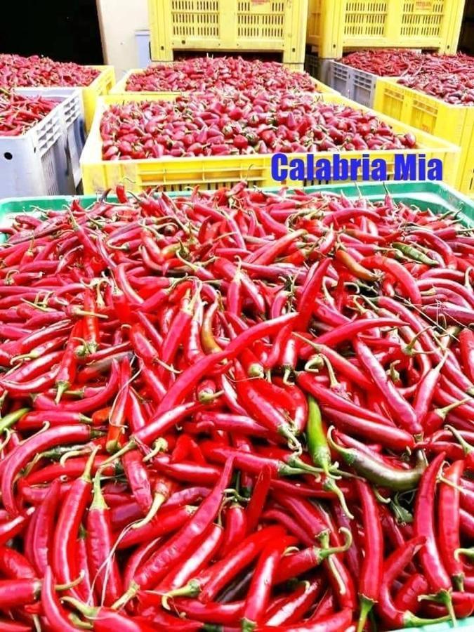B&B Calabria Mare Falerna Luaran gambar